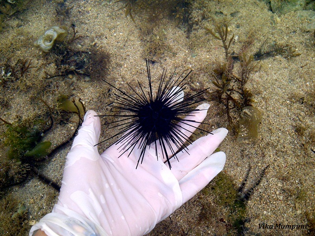 Sea Urchin Bali