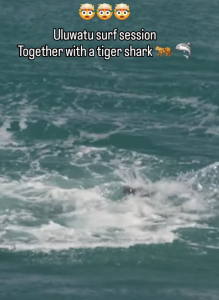 Tiger Shark in Uluwatu Bali